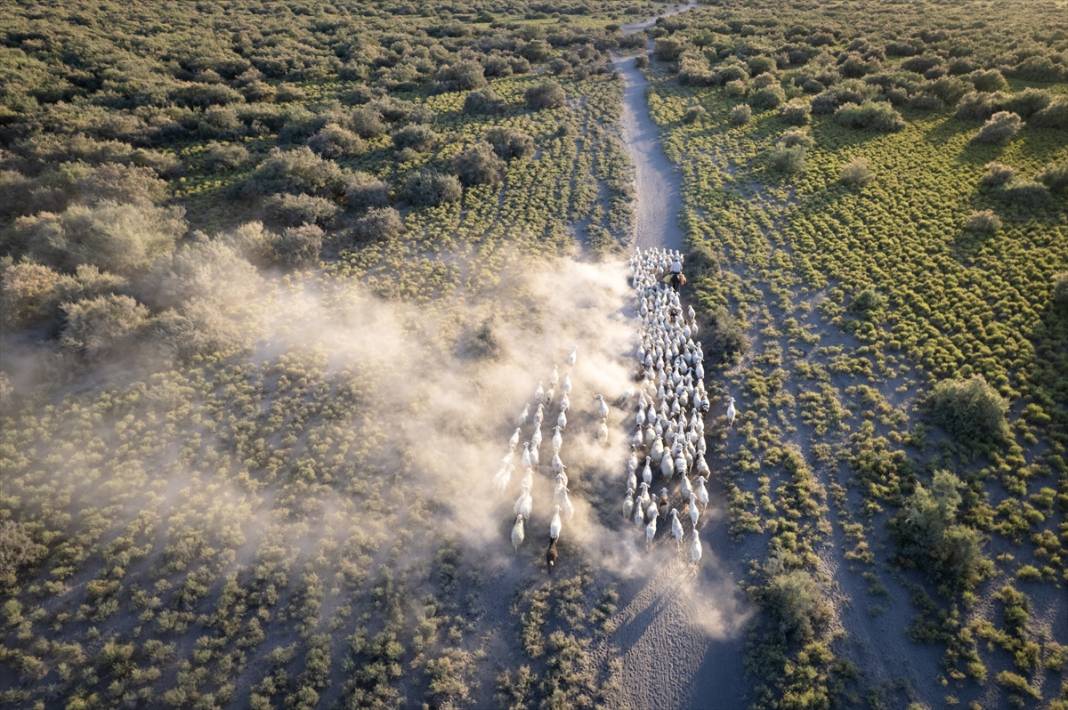 Konyalı besiciler kuraklığa çözüm buldu! Verim düşmeyecek 6